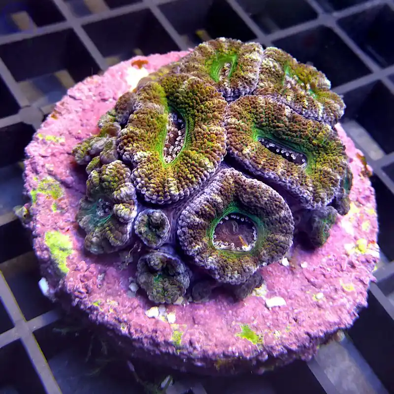 Acanthastrea - Green #89 Top-Seller