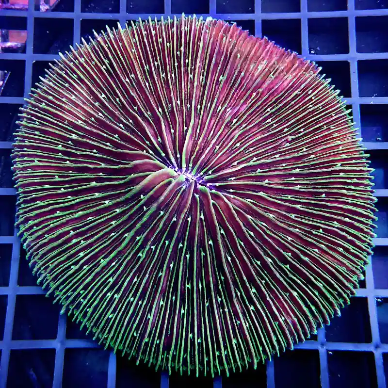 Fungia - Green Stripe Ultra XL #86 Markenprodukt