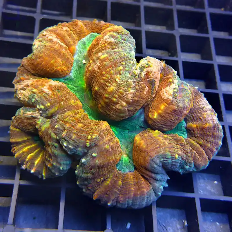 Aktuell Acanthastrea pachysepta - Bicolor #05