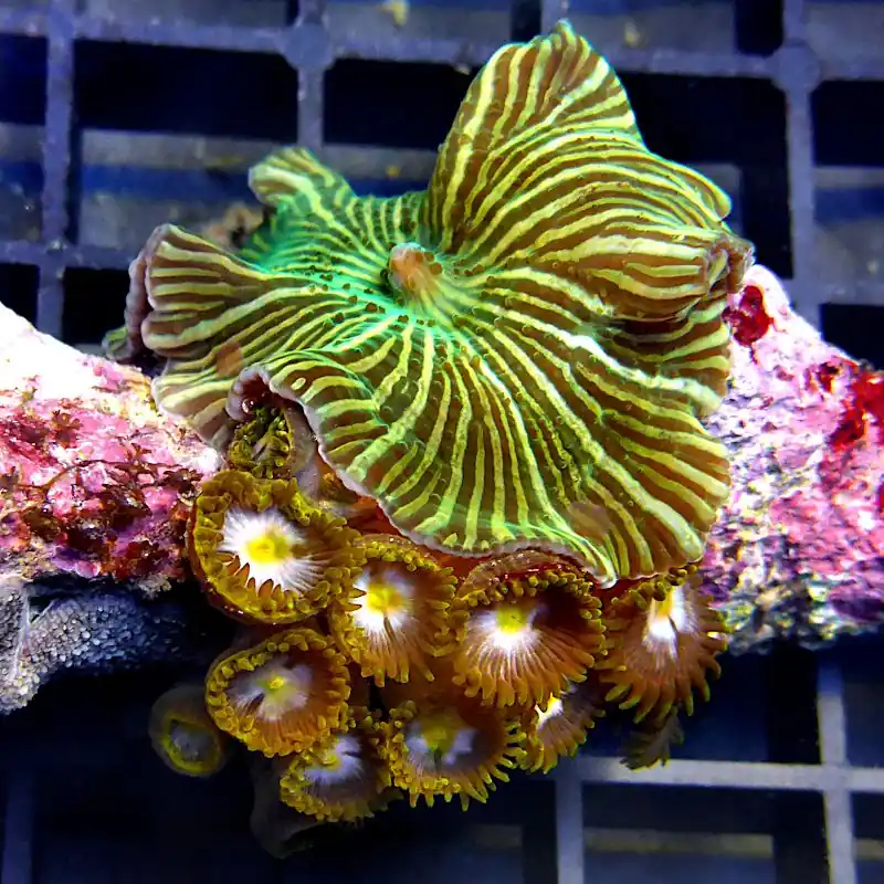 Top-Preis Discosoma - Zoanthus - Mix #190
