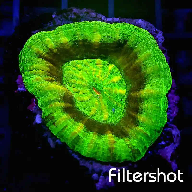 Scolymia - Ufo #LPS E - 1 Günstig