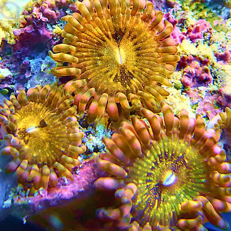 Zoanthus - Orange #50 Begrenztes Angebot