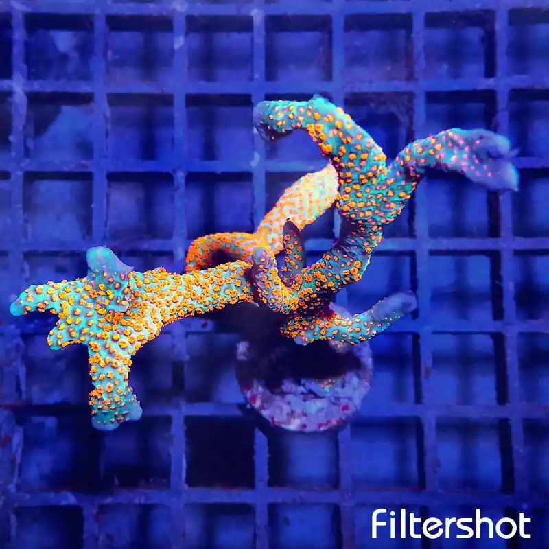 Schnäppchen Montipora samarensis - Forest Fire