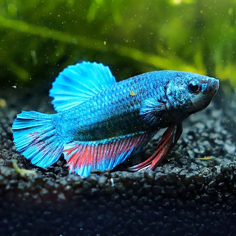 Kampffisch Plakat - Blue Red Fin - Betta splendens *18 Markenprodukt