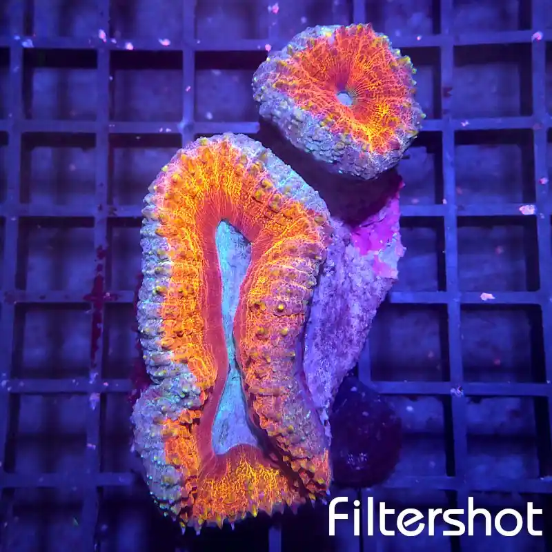 Lobophyllia - Lava #147 Sonderaktion