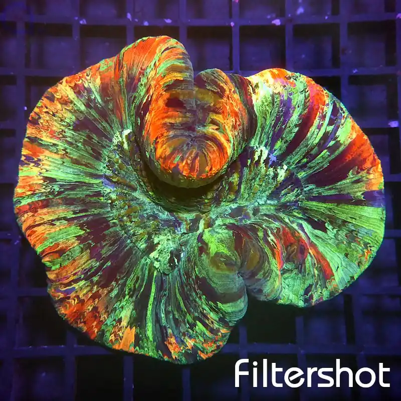 Garantierte Lieferung Trachyphyllia - Premium Rainbow #131
