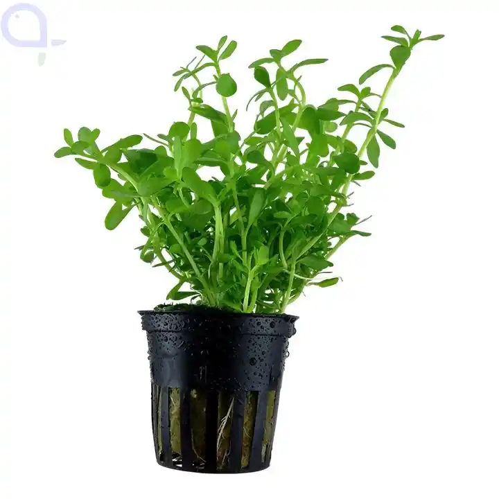 Bacopa monnieri 'Compact' - Kleines Fettblatt Rabatt
