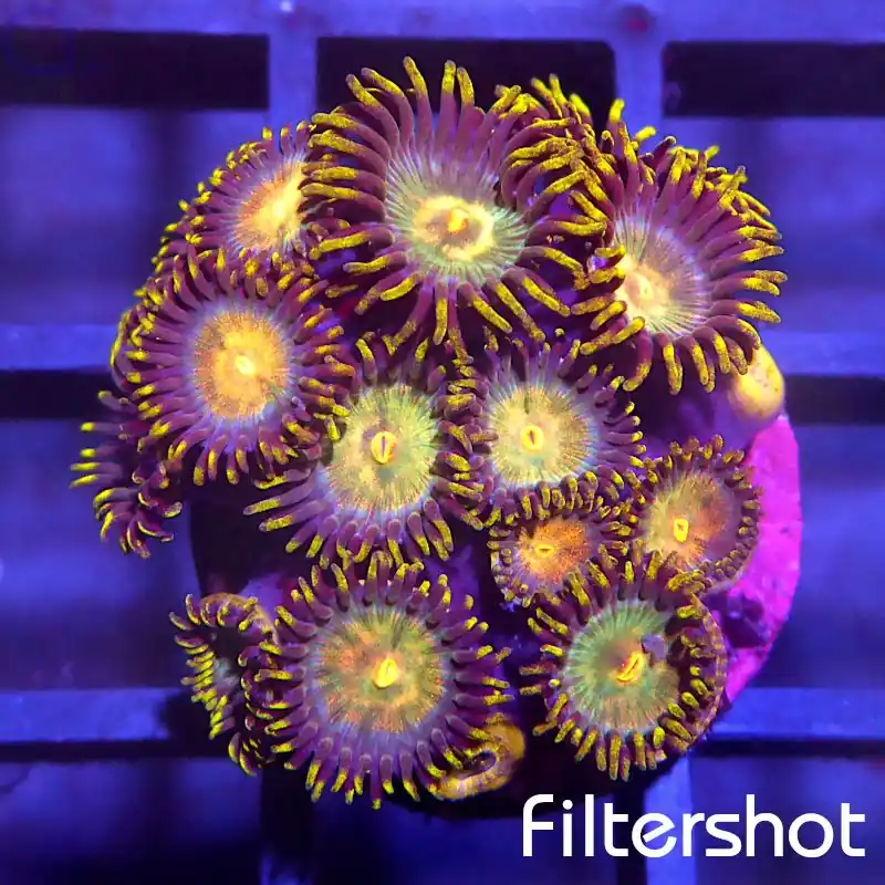 Zoanthus - Muticolor #52 Must-Have