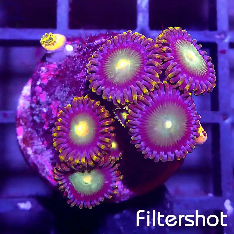 Zoanthus - Yellow Glitter #71 Highlight