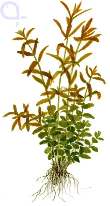 Solange Der Vorrat Reicht Rotala rotundifolia - Rundblättrige Rotala
