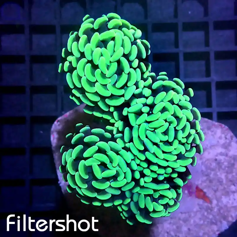Euphyllia paraancora - Eywa #LPS C-9 Garantierte Lieferung