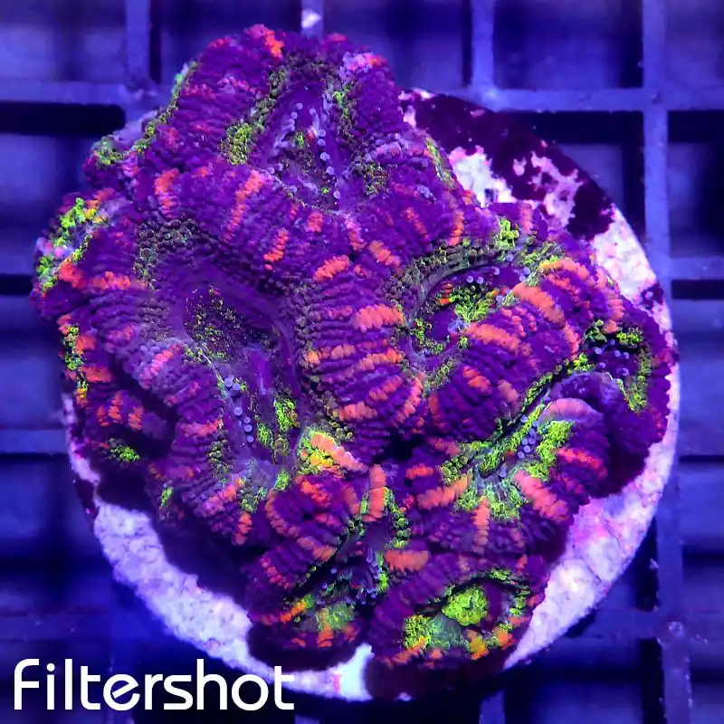 Acanthastrea - Multicolor #G13 Aktuell
