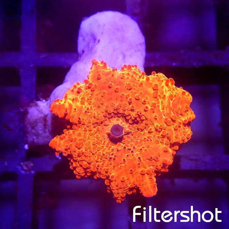 Discosoma - Orange Rot #G18 Neu Im Sortiment