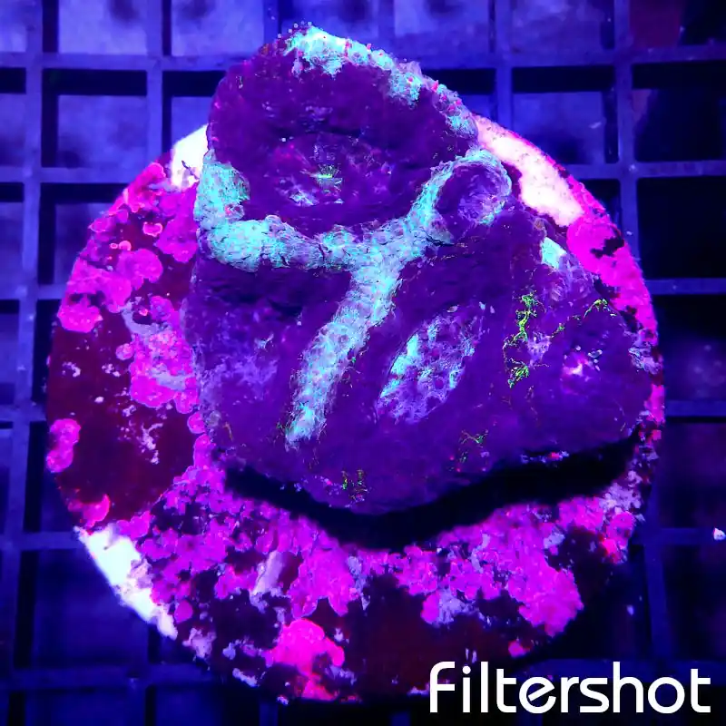 Sale Acanthastrea bowerbanki - Ice Blue #110