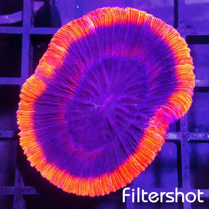 Trachyphyllia - Lava Red #61 Jetzt Bestellen