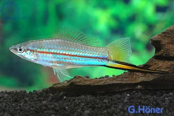 Schwertträger Grün - Xiphophorus helleri Kracherpreis
