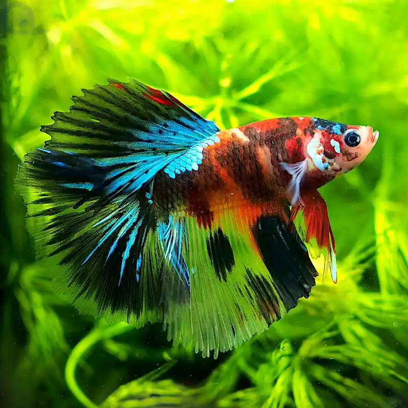 Preisknaller Kampffisch Halfmoon - Dark Nemo - Betta splendens *40