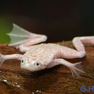 Zwergkrallenfrosch Gold - Hymenochirus boettgeri Preis Gesenkt