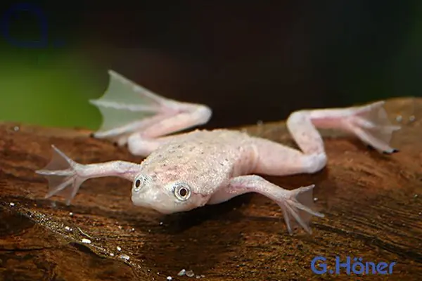Zwergkrallenfrosch Gold - Hymenochirus boettgeri Preis Gesenkt