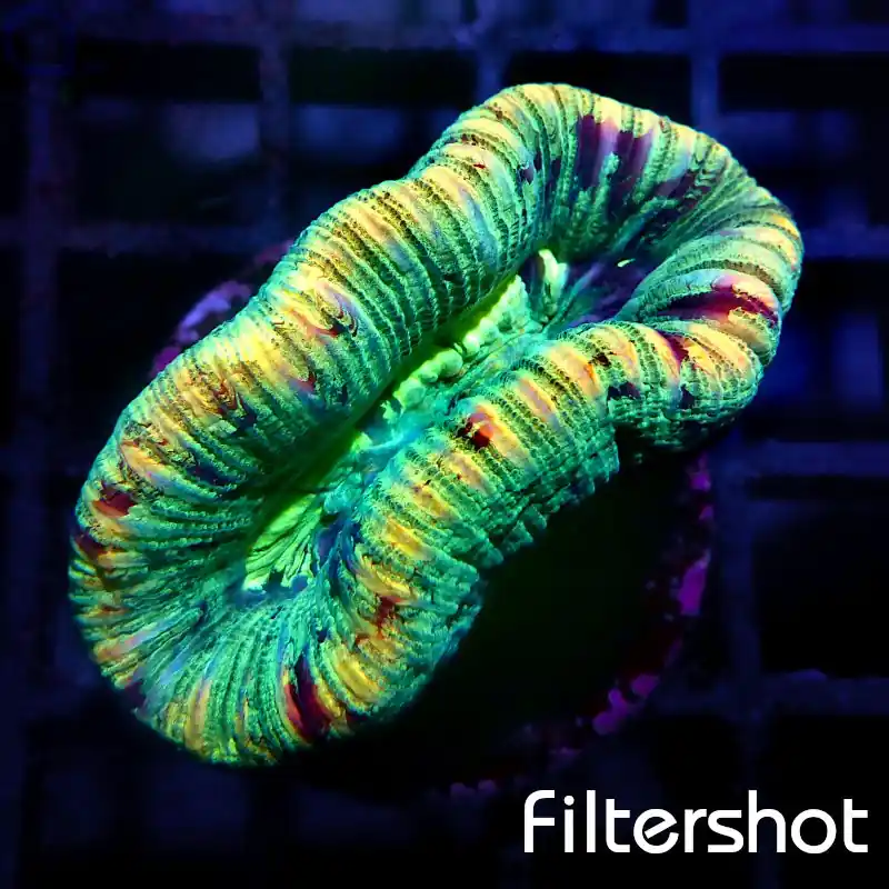 Trachyphyllia - Croco Bite #G85 Expressversand