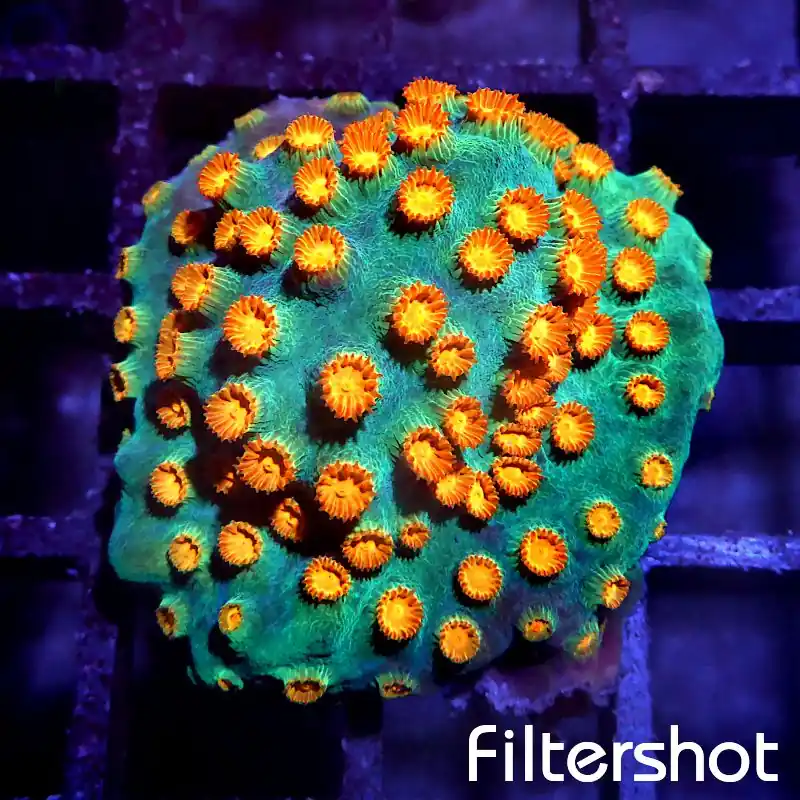 Cyphastrea - Meteor Shower #G83 Echt