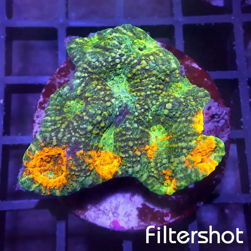 Sichere Zahlung Acanthastrea echinata - Premium Multicolor #G100