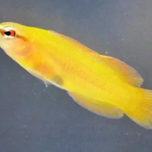 Pseudochromis leucorhynchus - gelber Zwergbarsch NZ Meistverkauft