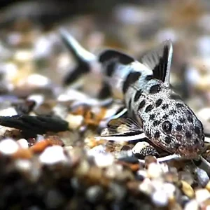 Synodontis lucippinis - Zwerg Fiederbartwels Expressversand