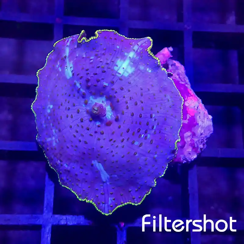 Aktuell Discosoma - Jawbreaker Blue #90