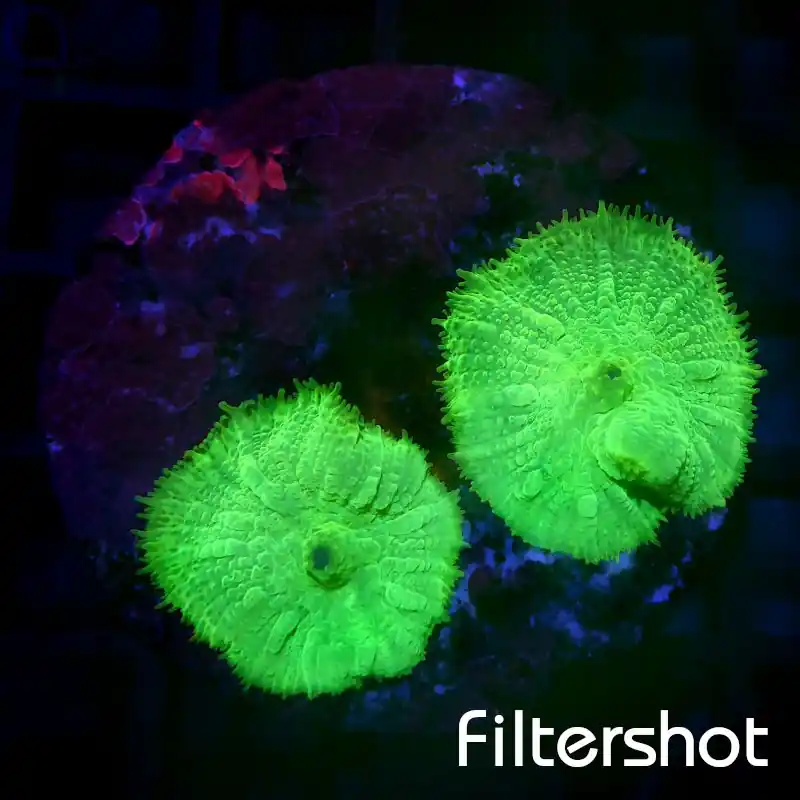 Kracherpreis Rhodactis - Neon Glow #G142