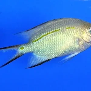 Jetzt Kaufen Acanthochromis polyacanthus - Schwalbenschwanz-Riffbarsch
