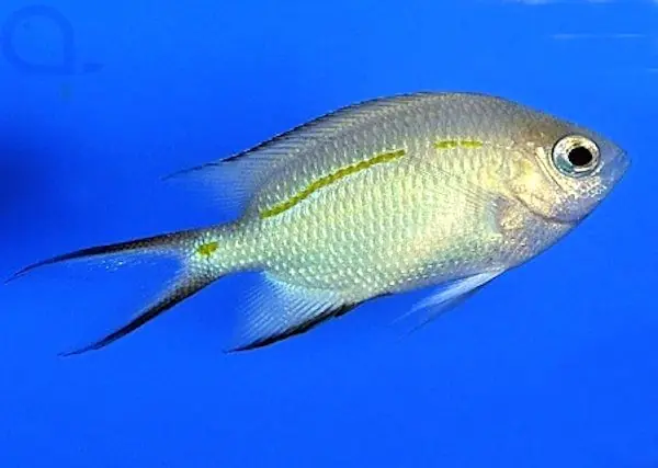 Jetzt Kaufen Acanthochromis polyacanthus - Schwalbenschwanz-Riffbarsch