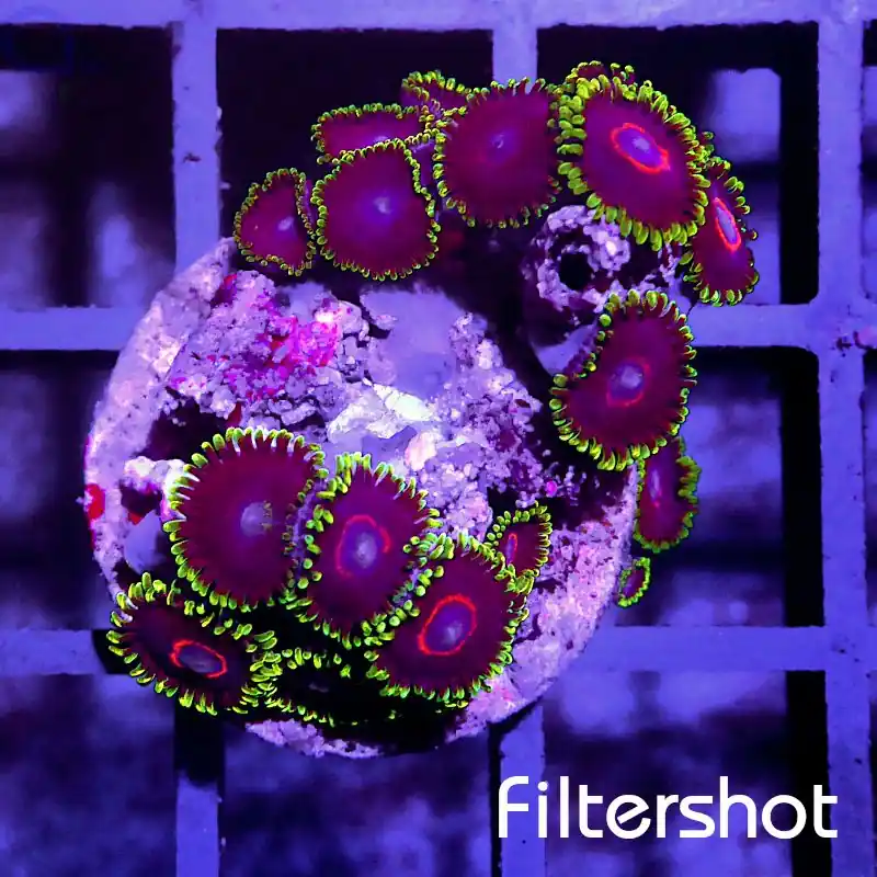 Nur Heute Zoanthus - Purple Heart #R26