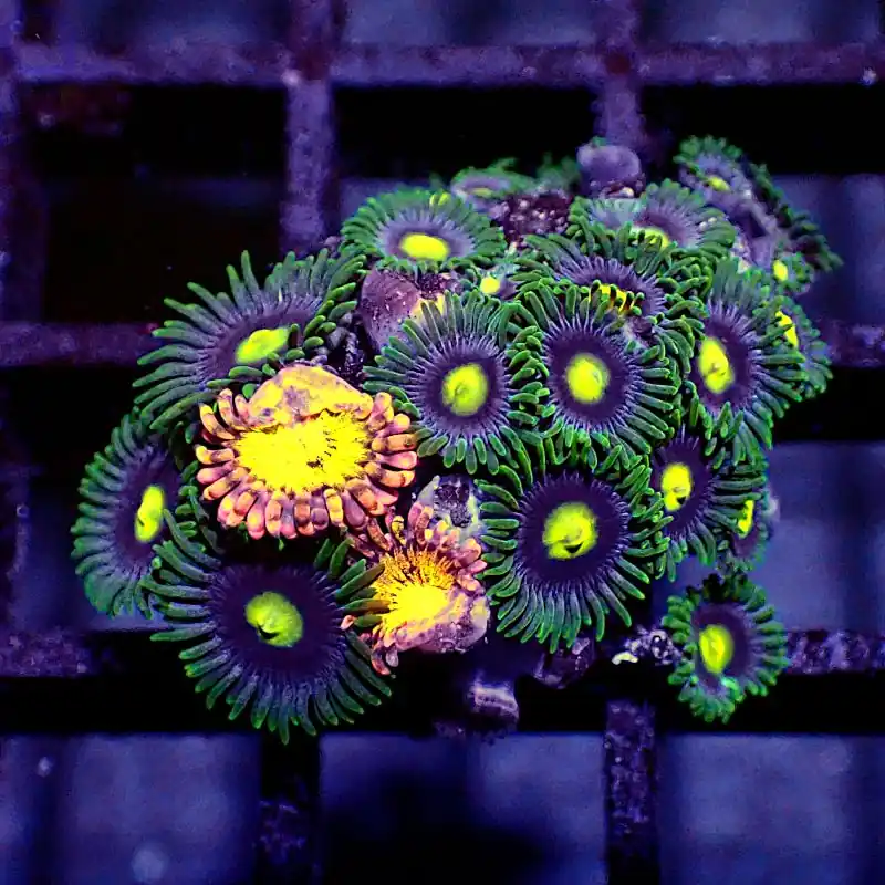 Zoanthus - Minimix #GN14 Zertifiziert