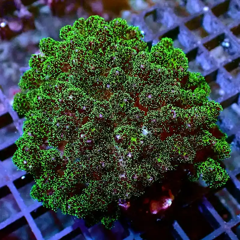 Neu Pocillopora - Big Green #RG05