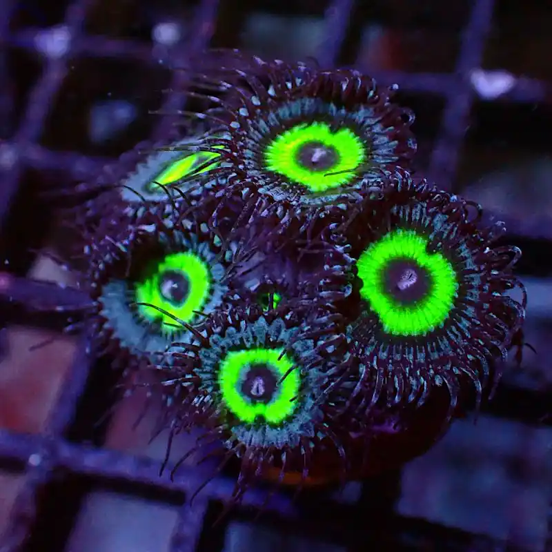 Zoanthus - Blue Ring #R99 Saisonangebot