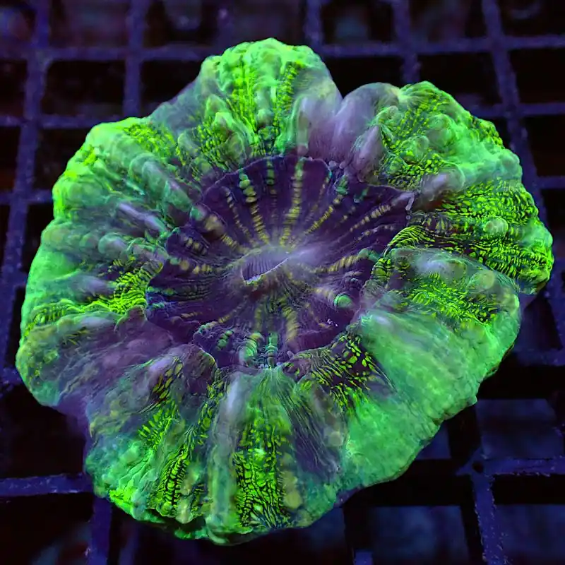 Acanthophyllia - Ultra Green #GN85 Direktkauf