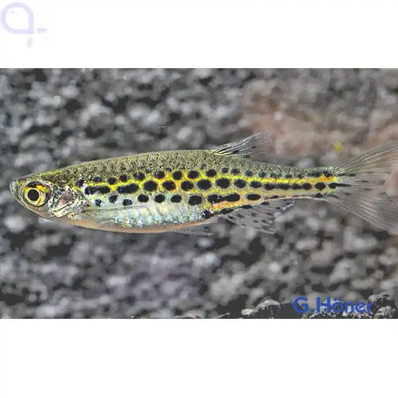 Zwergleopardbärbling - Danio tinwini Versand Am Gleichen Tag