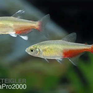 Rubinsalmler - Aphyocharax rathbuni Must-Have