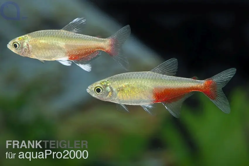 Rubinsalmler - Aphyocharax rathbuni Must-Have