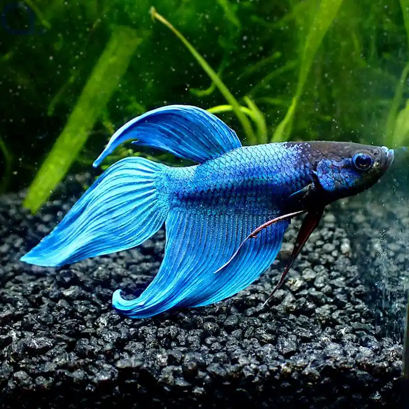 Wochenendangebot Kampffisch Veiltail - Blue - Betta splendens *GN15