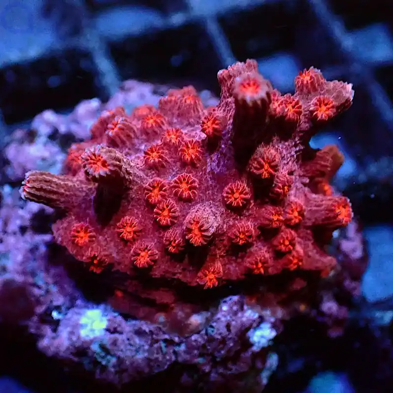Solange Der Vorrat Reicht Cyphastrea decadia - Rot #GN19