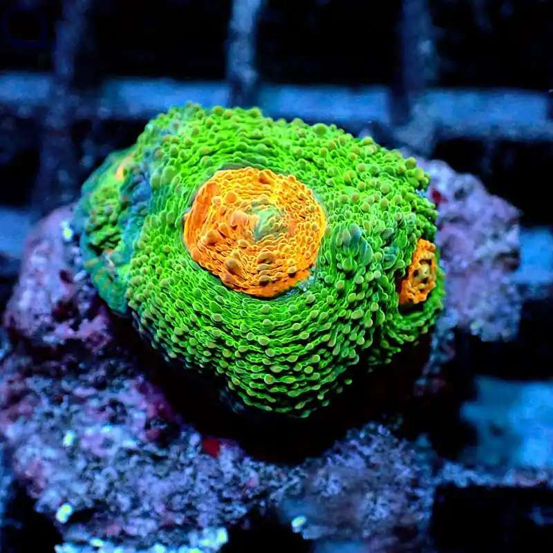 Acanthastrea echinata - Space Invader #GN47 Angebot