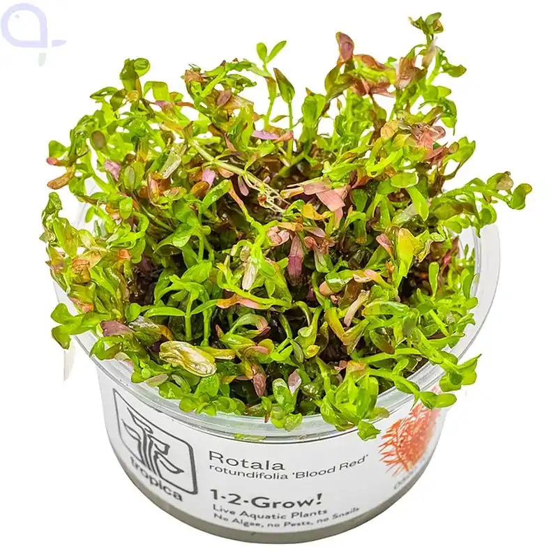 Rotala rotundifolia 'Blood Red' - Blutrote Rotala, 1 - 2 Grow, In Vitro Saisonangebot