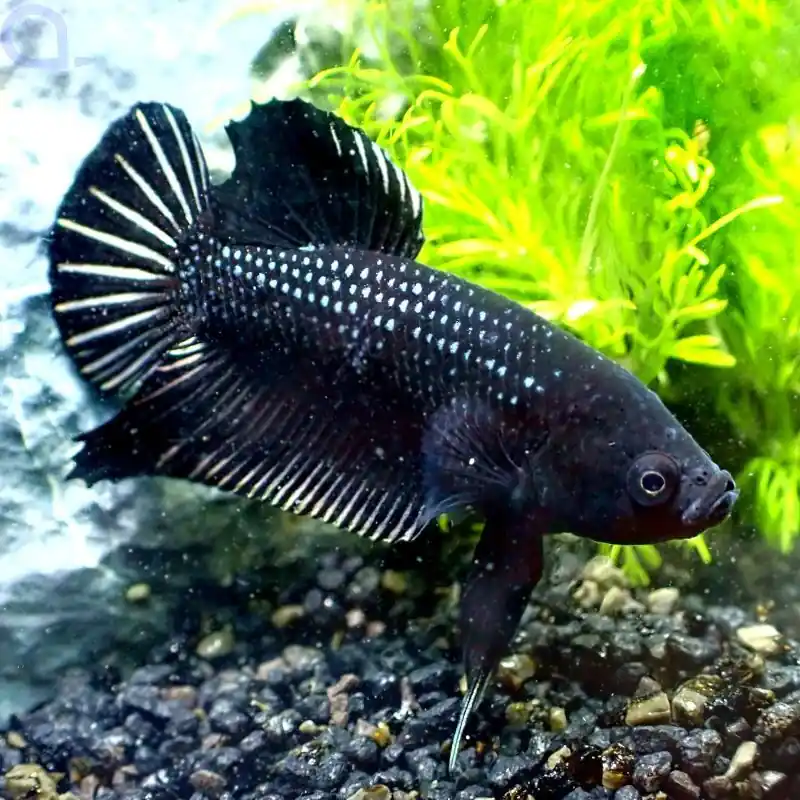 Kampffisch Plakat - Black Lace - Betta Splendens *GN55 Neu