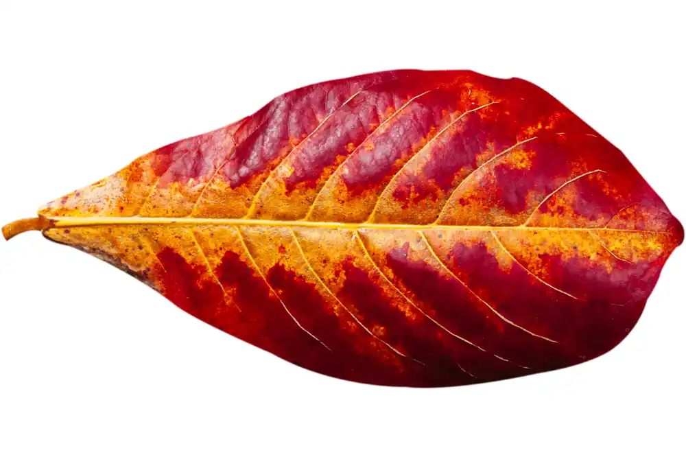 Seemandelbaumblätter, Terminalia catappa, 20 St. Angebot