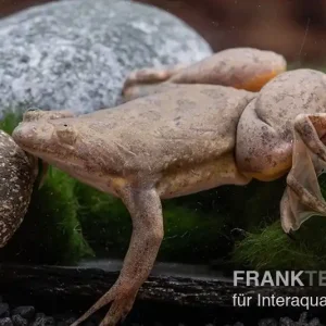 Abverkauf Bamileke Krallenfrosch, Xenopus eyesoole
