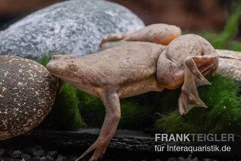 Abverkauf Bamileke Krallenfrosch, Xenopus eyesoole