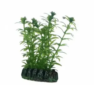 Hobby Lagarosiphon, 7 cm Kracherpreis