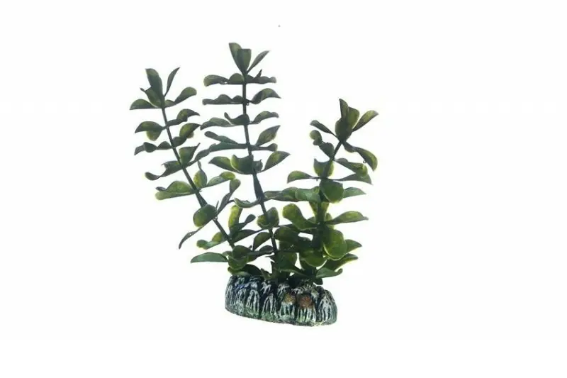 Bestseller Hobby Bacopa, 13 cm